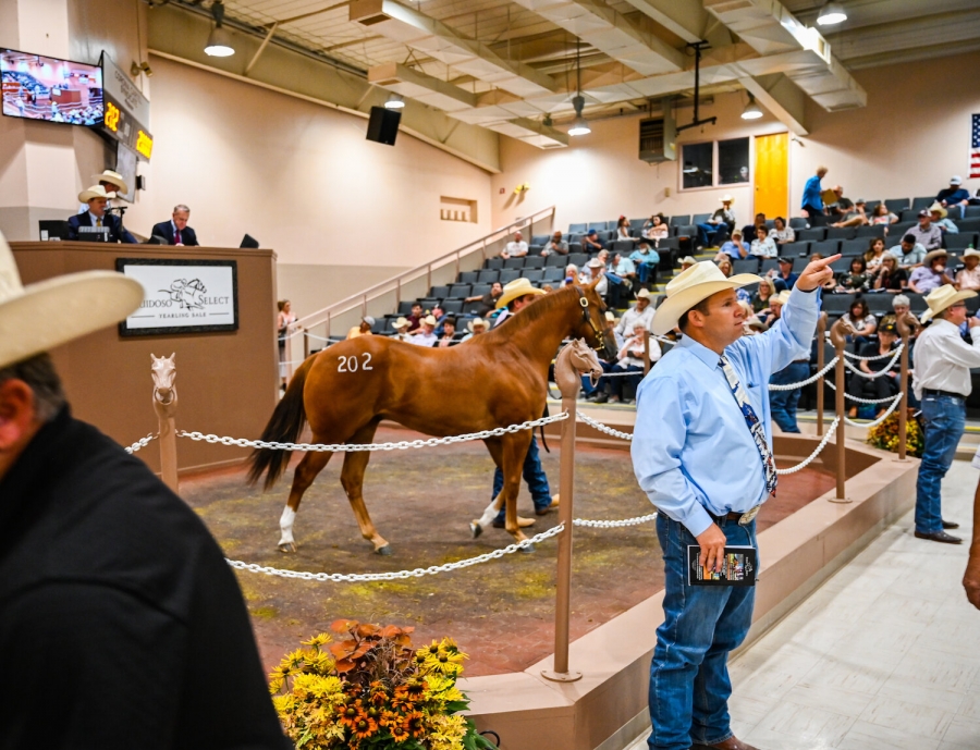 Ruidoso Horse Sales Move 2020 Events to Oklahoma