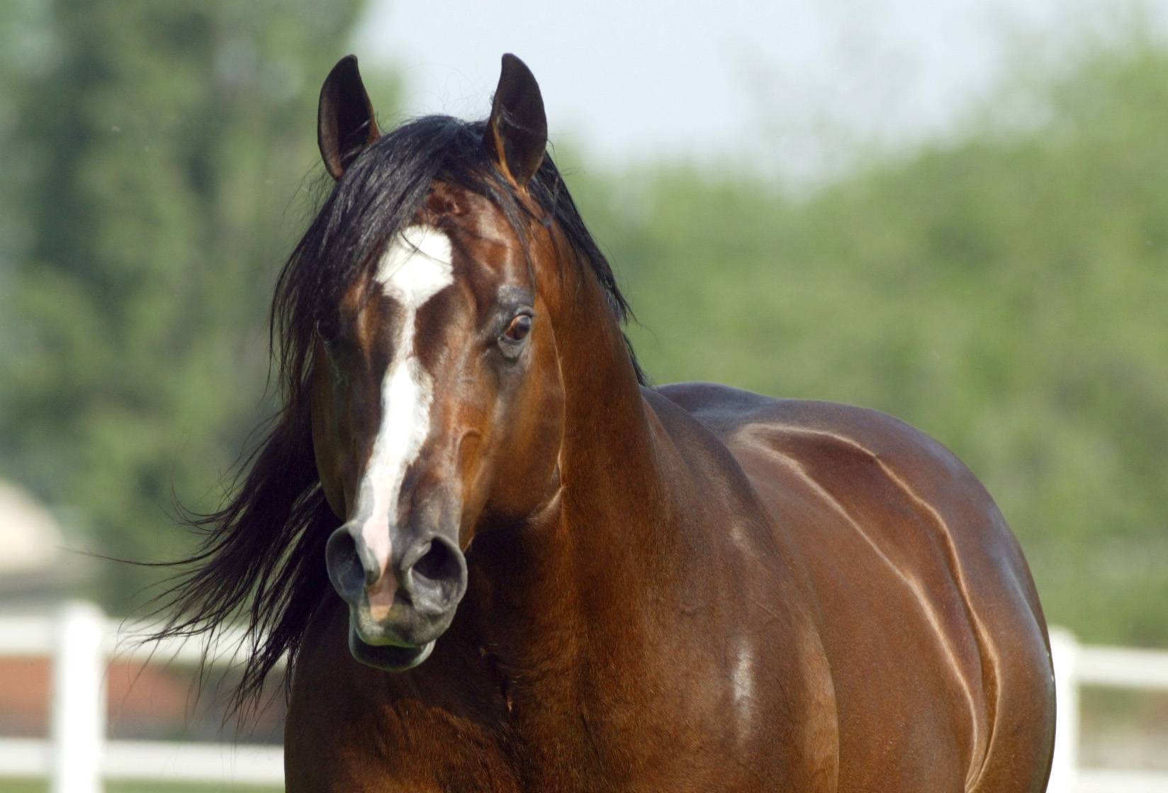 Spat Olena owned by Claudio Risso Photo by Bonaga Communication