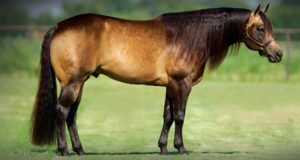 Photo by www.whizkeyndiamonds.net