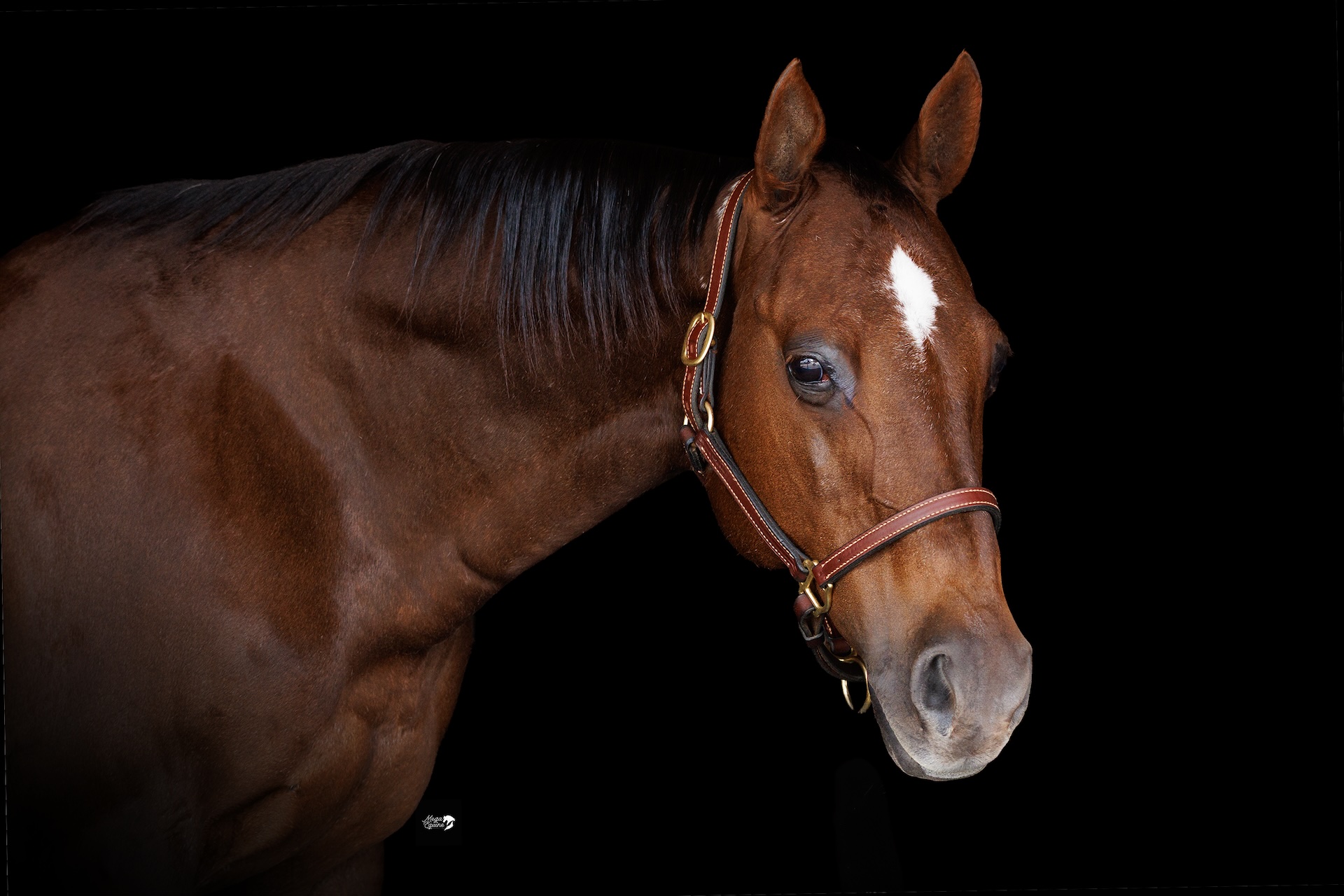 Hip Hip Sue Rey Named Newest NRCHA $500,000 Dam